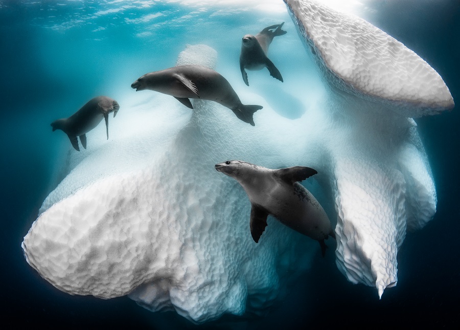 "Frozen mobil home", Antarctique. © Greg Lecoeur / UPY2020