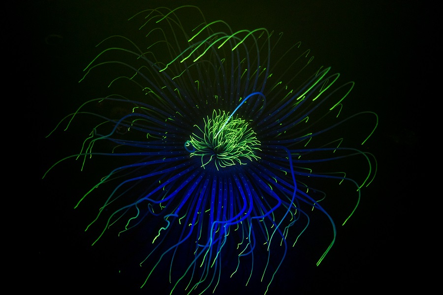 "Fluo fireworks anemone", Loch Fyne (Écosse). © James Lynott / UPY2020