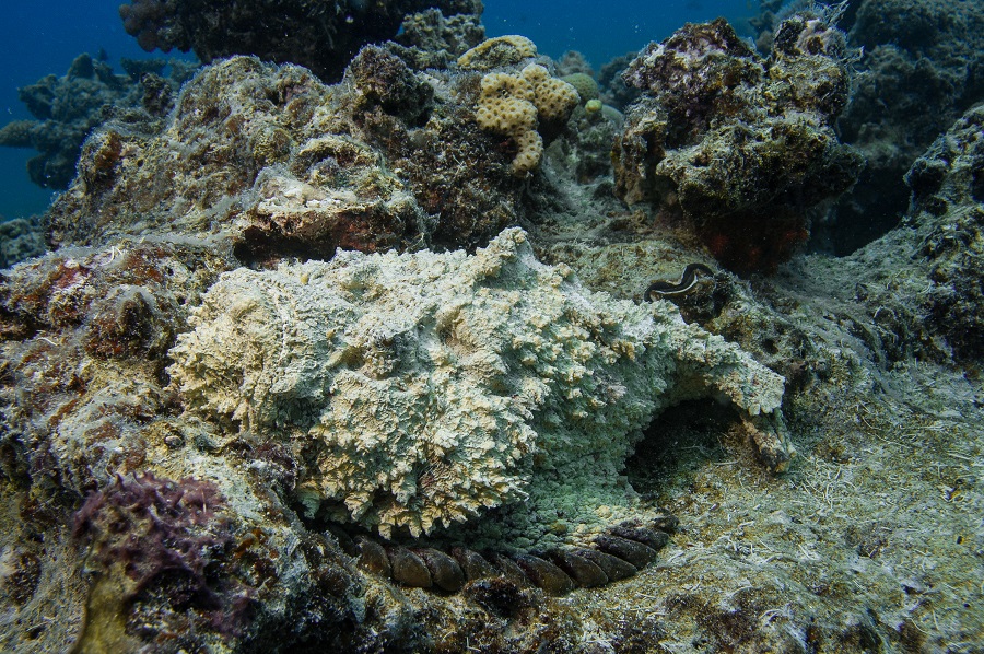 poisson-pierre sur l'île des Pins en Nouvelle-Calédonie. © Dominique Barray 