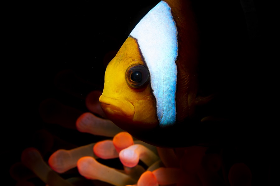 2ème prix Portrait de poissons © Gino Symus