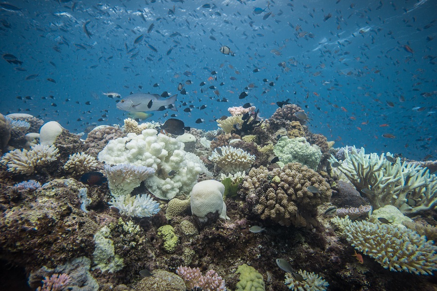 Les effets du blanchissement du corail étudiés par le CSM. © Pete West
