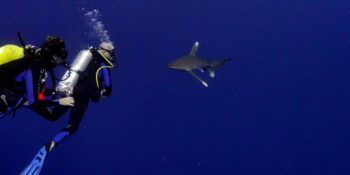 Steven Surina et Jan Kounen face au requin longimane.
