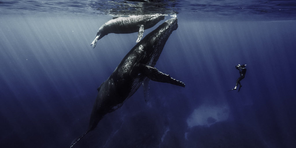 Baleine et son baleineau, tournage à La Réunion