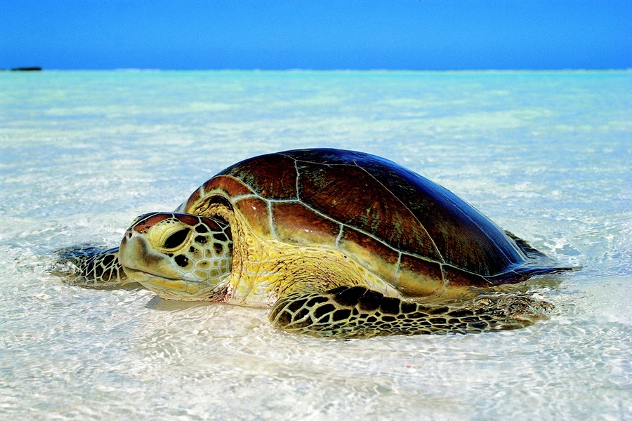 Cabosse, la tortue verte, a rejoint son île de naissance.