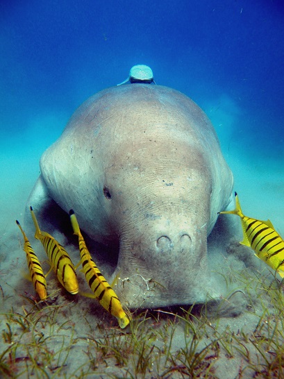 Au large de Marsa Alam, nagez aux côté des dugongs. © DR