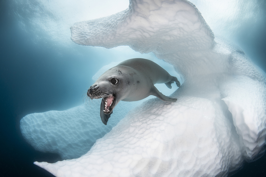 Phoque en Antarctique - photo Greg Lecœur
