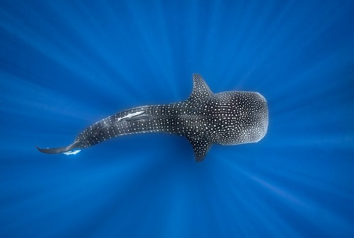 Requins du monde © Simon Deblock