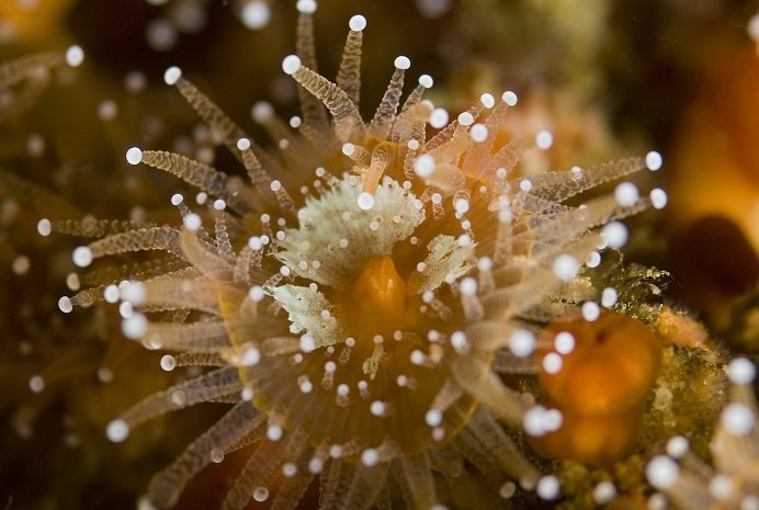 Les amateurs de macro pourront observer anémones, nudibranches... © Subnauta - Filomena Sa Pinto