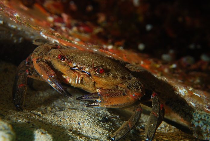 Crabe dissimilé sous la roche. © Nicolas Barraqué