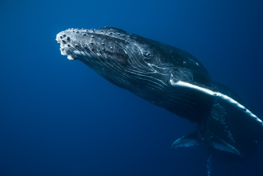 Rencontre avec une baleine dans les eaux réunionnaises. © Yves Guénot