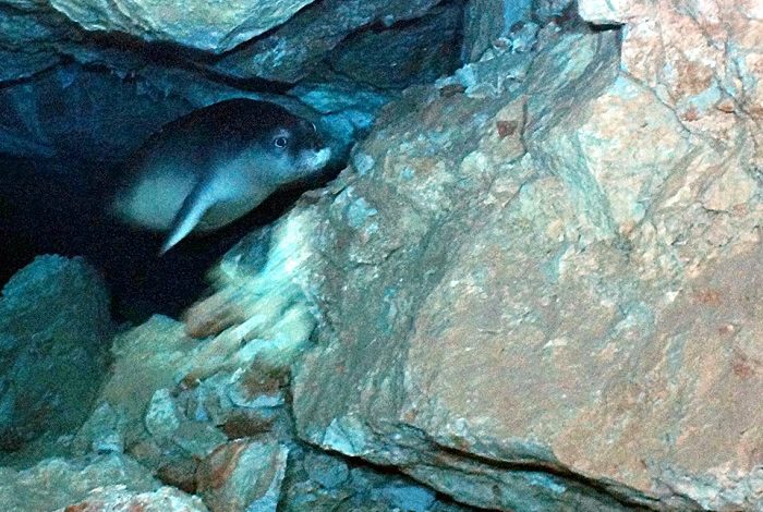Rencontre avec un phoque moine dans une caverne. © Epidive Center