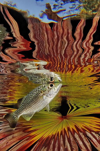 Manta d'or - eau douce - FIISMNC 2020 © Jack Berthomier