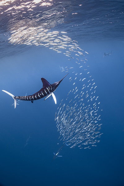 Marlin face à une baitball au large du Mexique. © Henley Spiers