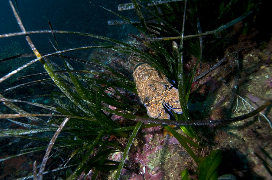 Grande cigale de mer au milieu d'un herbier de posidonie. © Dominique Barray