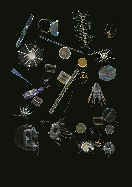 Différents exemples de planctons. ©Christian Sardet,Noé Sardet, Chroniques du plancton - Fondation Tara Océan