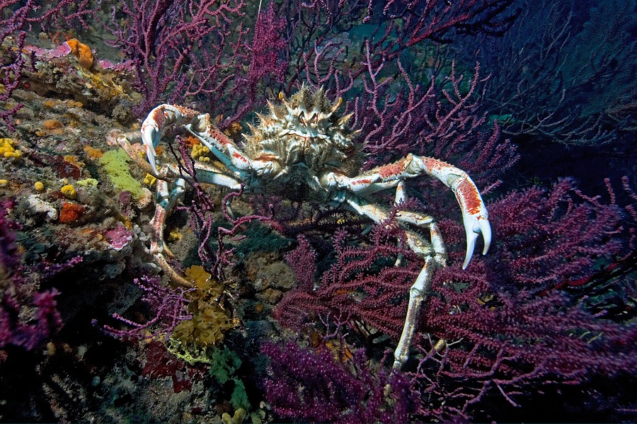 Grande araignée de mer (Maja squinado). © Dominique Barray