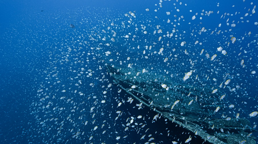 Gigantesque nuage de poissons-papillons autour de l'épave du Papa Nui, un ancien bateau à vapeur qui repose dans James Bay entre 6 et 12 mètres de profondeur. Un spot parfait pour l'apnée. © Alexandra Childs et Rémi Demarthon / Fathom Pictures