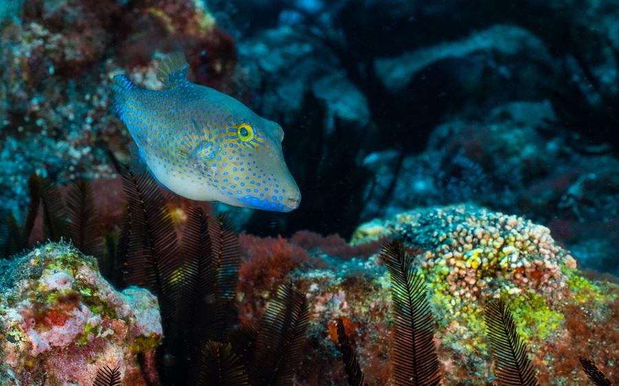Le poisson-coffre à nez pointu de Sainte-Hélène est une des espèces endémiques de l'île. © Alexandra Childs et Rémi Demarthon / Fathom Pictures