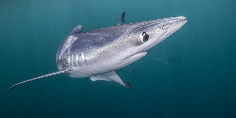 Requin "peau bleue" au large de la Cornouailles. © Henley Spiers. 