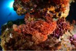 Palmarès des 40èmes championnats de France de photo sous-marine