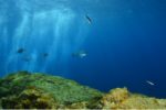 40èmes championnats de France de photo sous-marine : les images en compétition