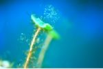40èmes championnats de France de photo sous-marine : les images en compétition