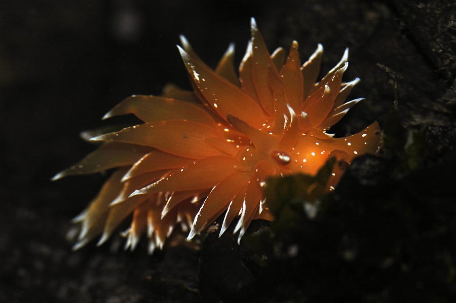Les amateurs de macro seront comblés avec la présence de nombreuses espèces de nudibranches. © Nicolas Barraqué