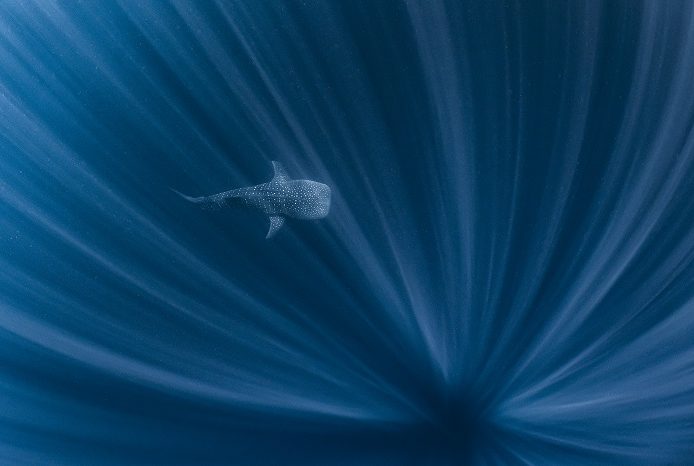 Un requin-baleine nageant dans le bleu sur Ningaloo reef, en Australie occidentale. 3ème place portfolio - Alex kydd © Alex Kydd - Ocean photography awards