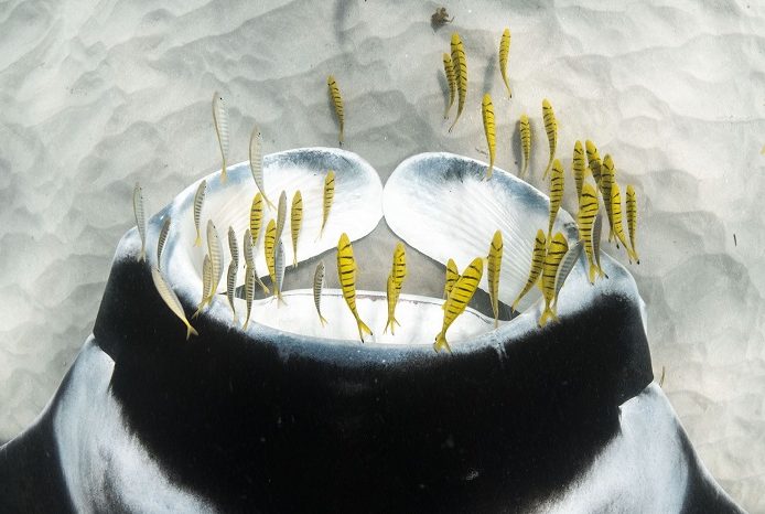 Un raie manta de récif se nourri avec un banc de carangues dorées juvéniles à Batemans Bay, Ningaloo Reef, Australie occidentale. 3ème place portfolio - Alex kydd © Alex Kydd - Ocean photography awards