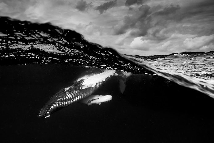 Lors d'une journée de tempête en mer, un baleineau à bosse glisse sans effort sous la surface. 2ème place portfolio - Matty Smith © Matty Smith - Ocean photography awards