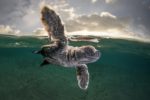 Le palmarès du Ocean photography awards 2021