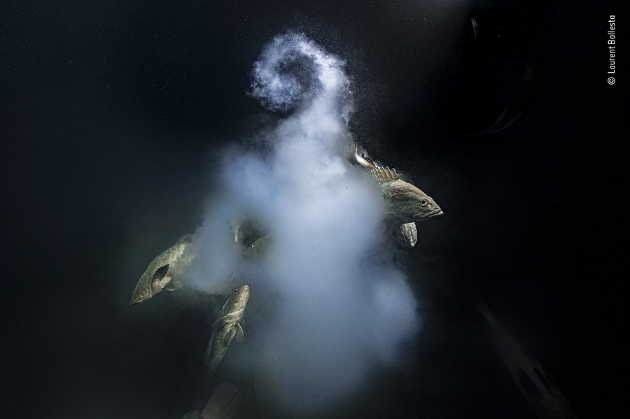 Wildlife photographer of the year - prix sous-marin. © Laurent Ballesta, Wildlife Photographer of the Year