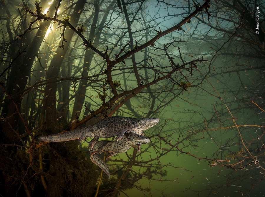 Prix comportement reptiles et amphibiens © João Rodrigues, Wildlife Photographer of the Year
