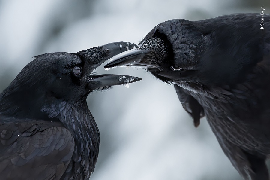 Prix comportement oiseaux. © Shane Kalyn, Wildlife Photographer of the Year