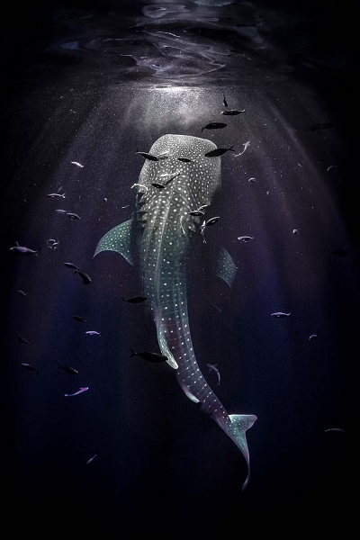 2ème prix monde sous-marin. © GDT EWPY 2021, Tobias Friedrich