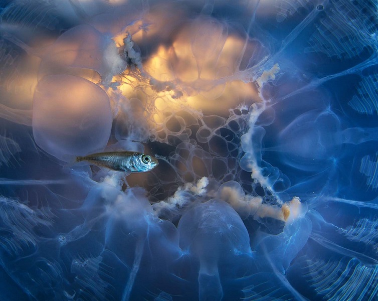 Monde sous-marin. © GDT EWPY 2021, Joao Rodrigues
