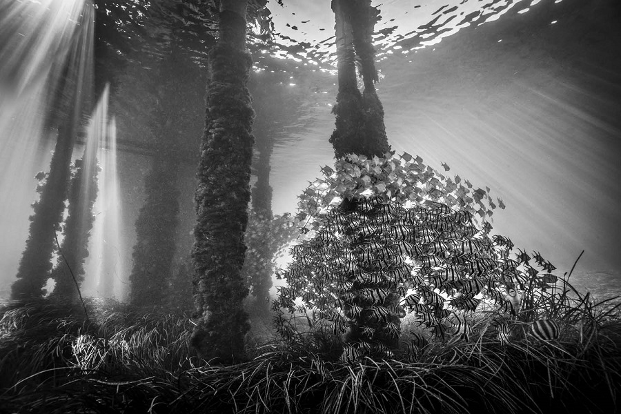 Monde sous-marin. © GDT EWPY 2021, Jennifer Stock