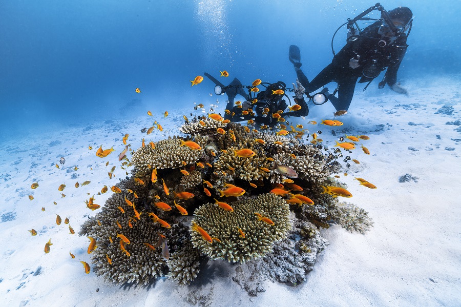 Le sitede plongée de Cocaïne, au nord-ouest de Mayotte, tient son nom de la blancheur du sable sur lequel se détachent des patates de corail multicolores. © Gaby Barathieu