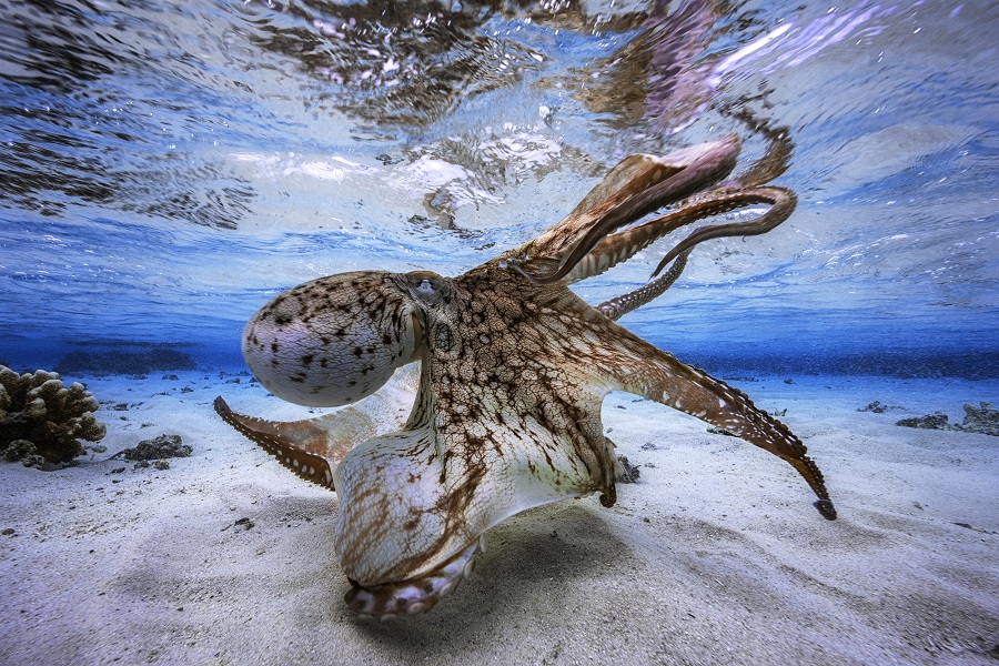 Un poulpe fait son « show » dans le lagon. © Gaby Barathieu 
