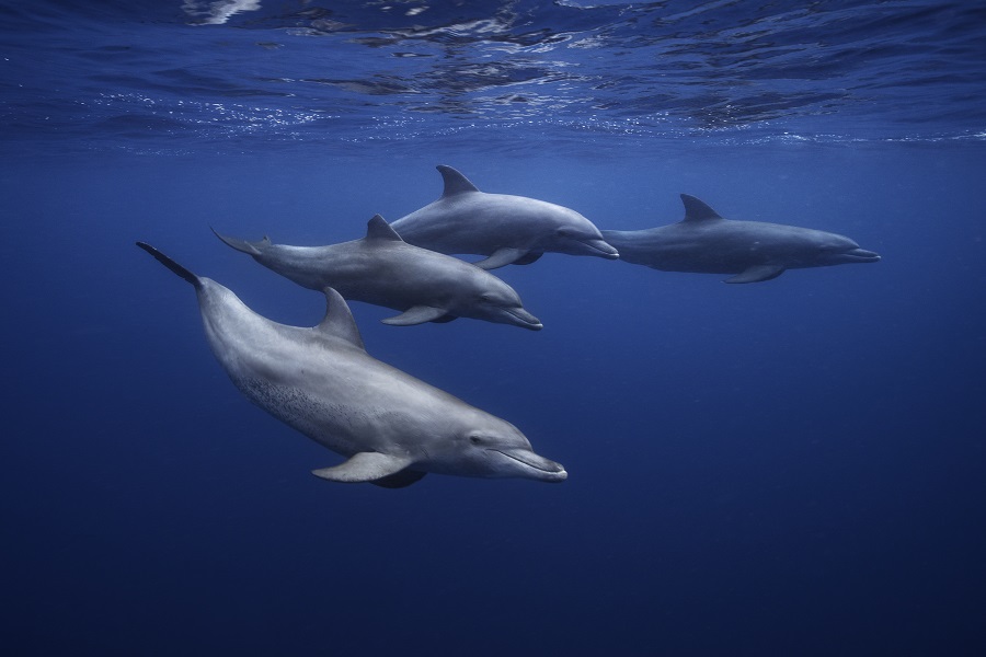 Rencontre avec un groupe de grands dauphins de l'océan Indien (Tursiops aduncus). © Gaby Barathieu 