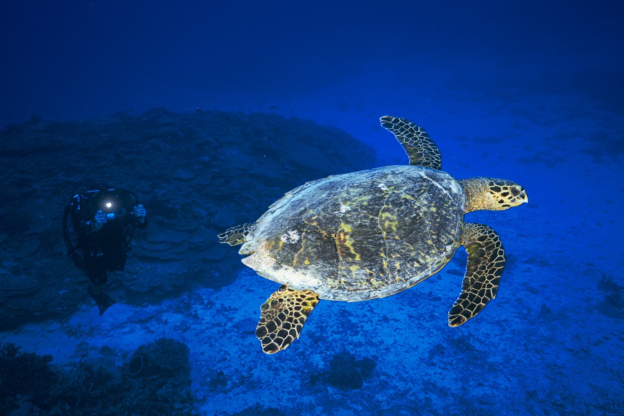 Une tortue imbriquée rencontrée sur la pente externe du lagon dans la passe Bouéni. Parmi les tortues marines, c'est l'espèce la plus menacée au monde. © Gaby Barathieu 