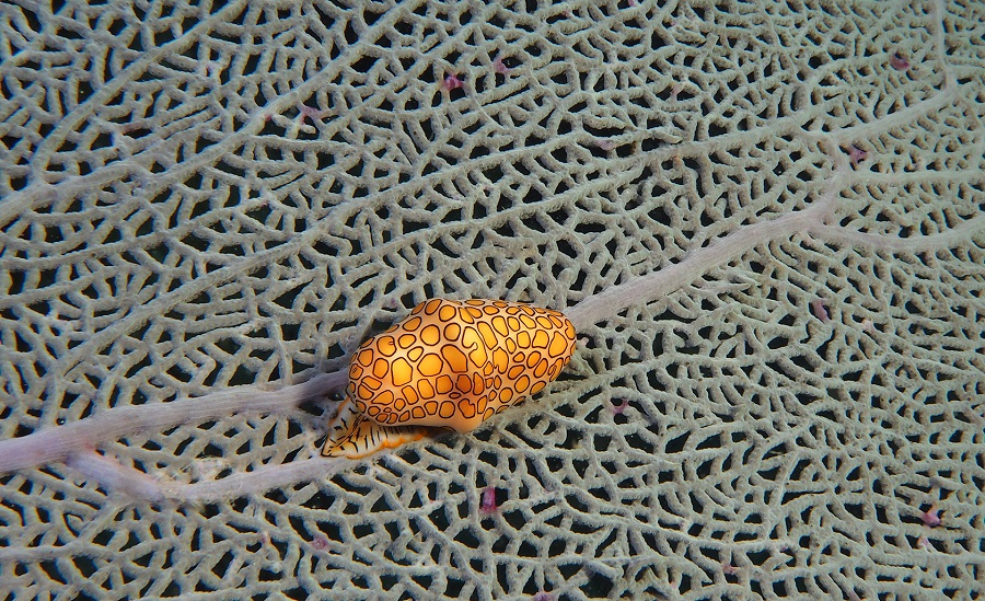 Dissimulée dans les trames des gorgones, la monnaie-caraïbe a un manteau crème recouvert de taches orangées. © Claire Jeuffroy
