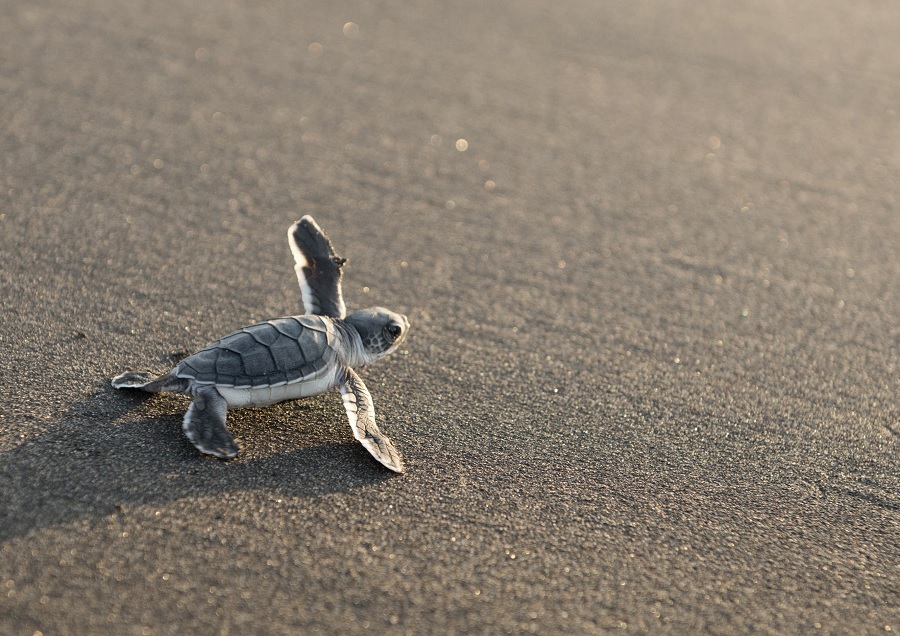 Il existe de nombreuses plages de ponte de tortues sur l'île. © CDT Mayotte