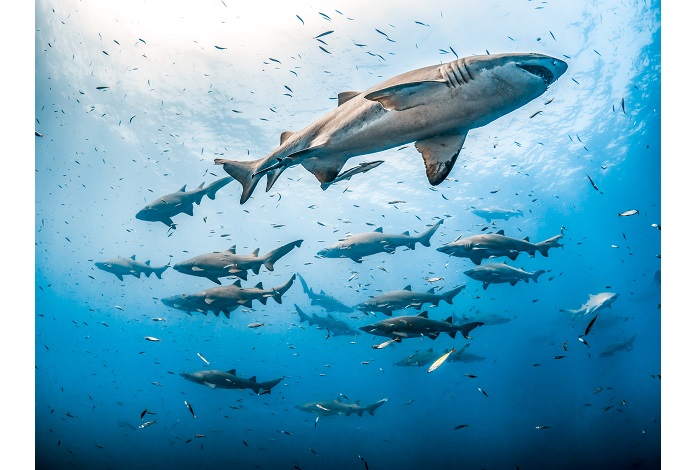 1er prix - Requins © Tanya Houppermans / World Shootout 2021