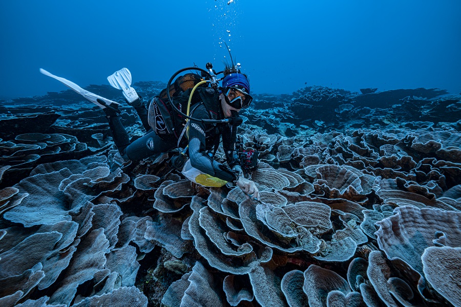 Ce récif profond est une veritable mine d'informations pour les chercheurs du CRIOBE qui participent à cette mission. © Alexis Rosenfeld