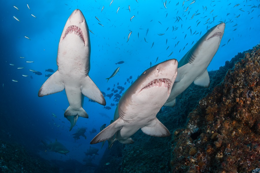 Finaliste Requins du monde. © Nicolas Remy / World Shootout 2021