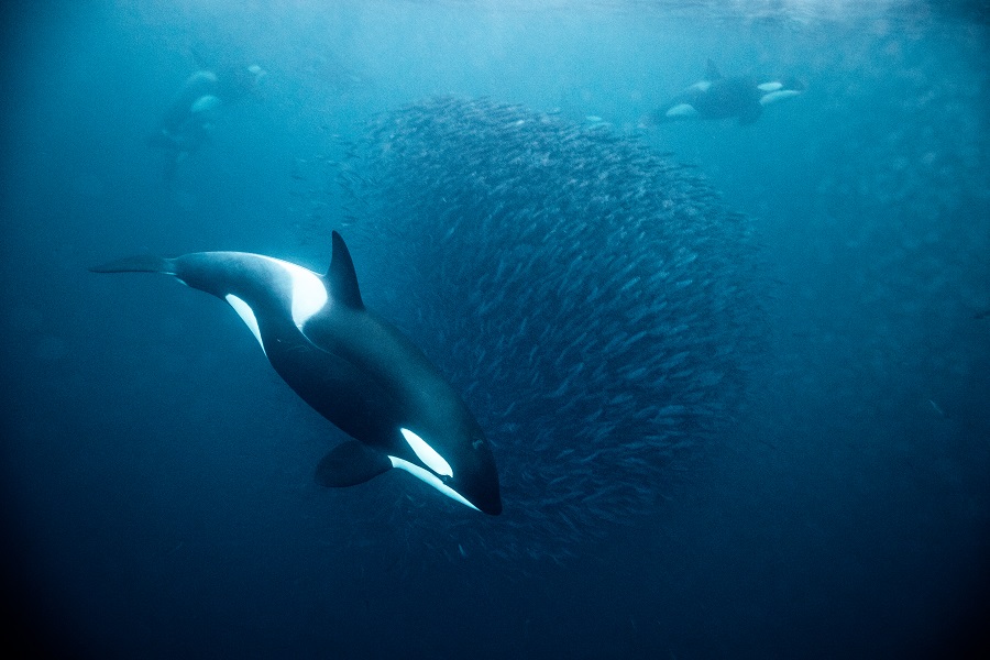 Le spectacle impressionnant des orques en pleine chasse. © Stéphane Granzotto
