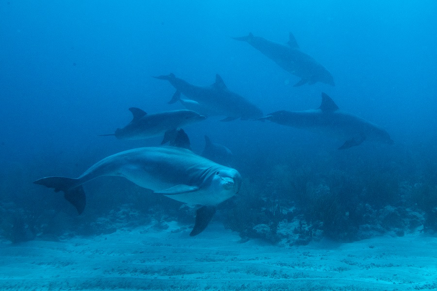 Les dauphins peuvent être régulièrement aperçu nageant dans le bleu. © Nicolas Barraqué