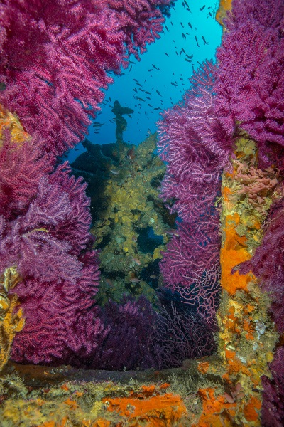 Une épave, préalablement dépolluée, délibérément coulée constitue un récif artificiel pour le développement de la vie marine. © Dominique Barray