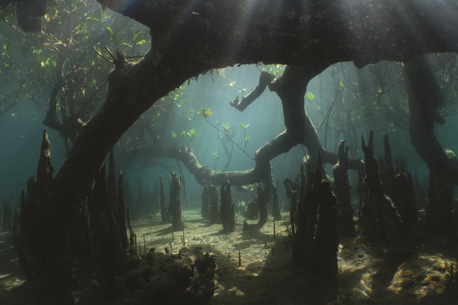 Le monde mystérieux des mangroves vous dévoile ses nombreux trésors. © Steven Weinberg